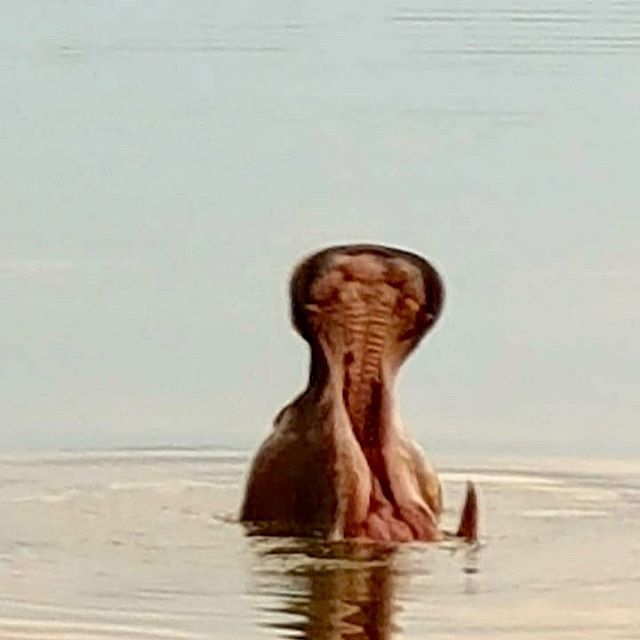 Me after a safari morning drive! #safari #sydafrika #southafrica #hippo #flodh&auml;st #idwala #nambitigamereserve