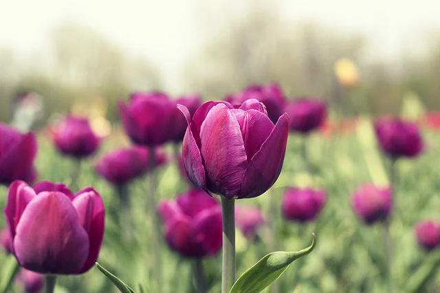 Windmill Island Gardens