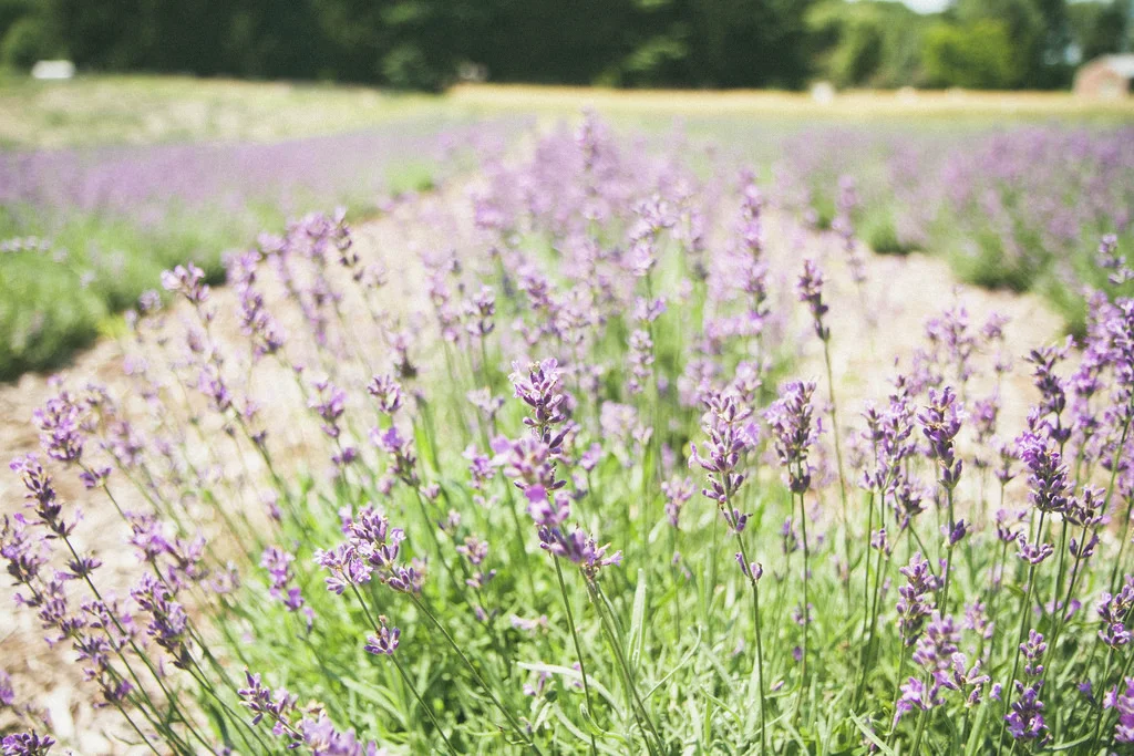 Lavender Hill Farm of Niles