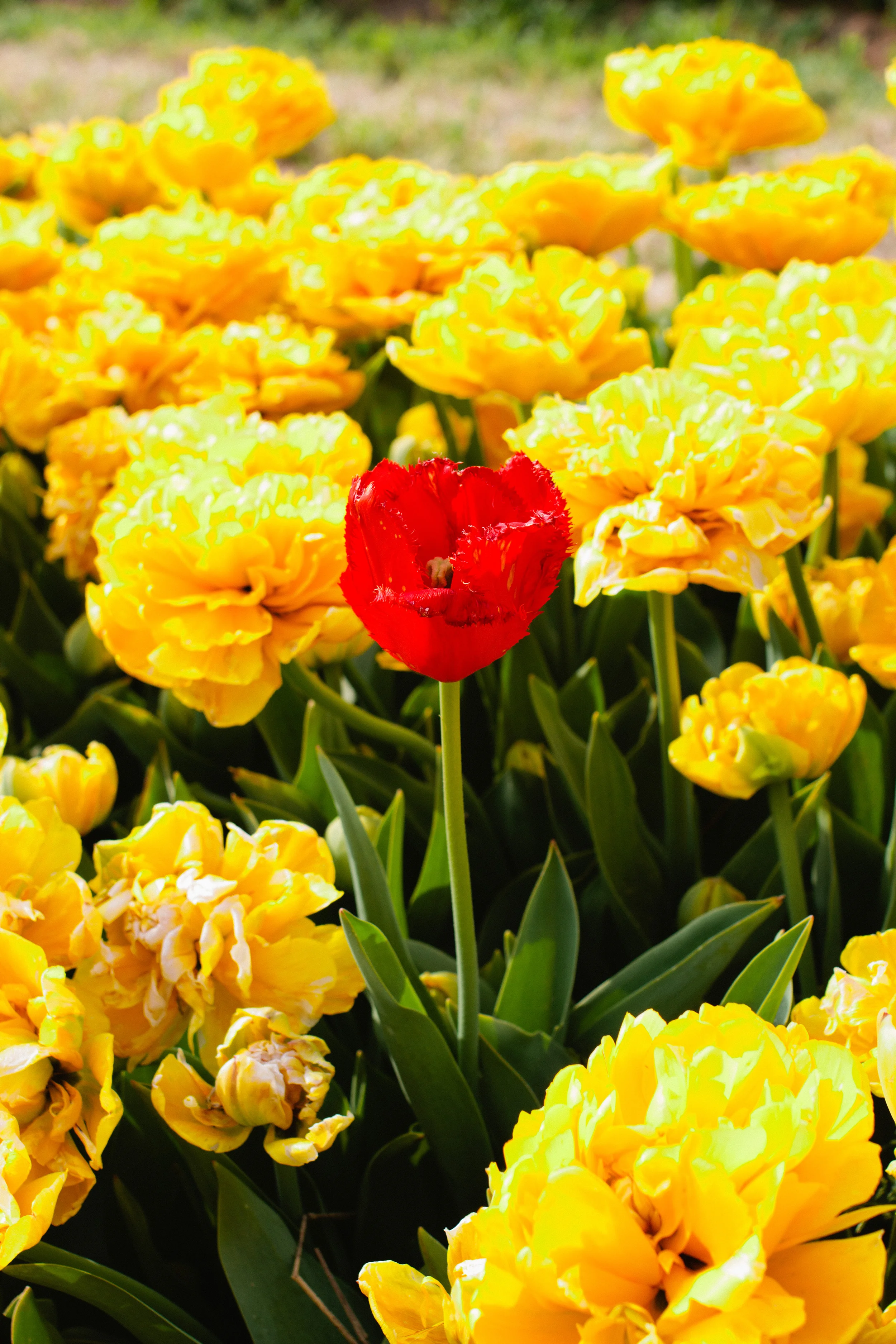 Why fit in, when you were born to stand out?