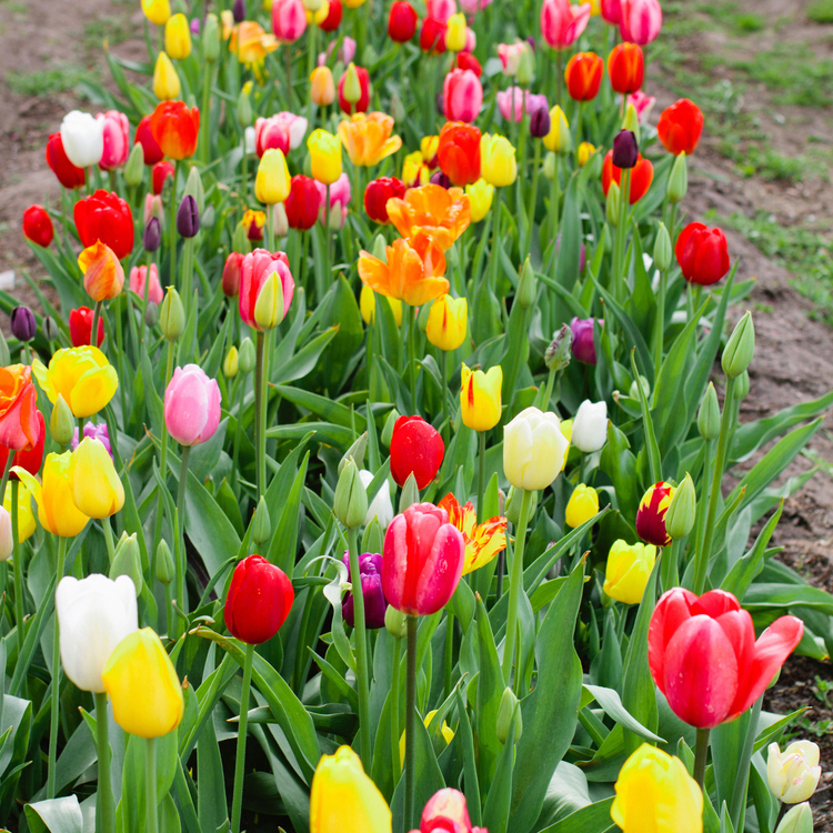 Veldheers Tulip Farm