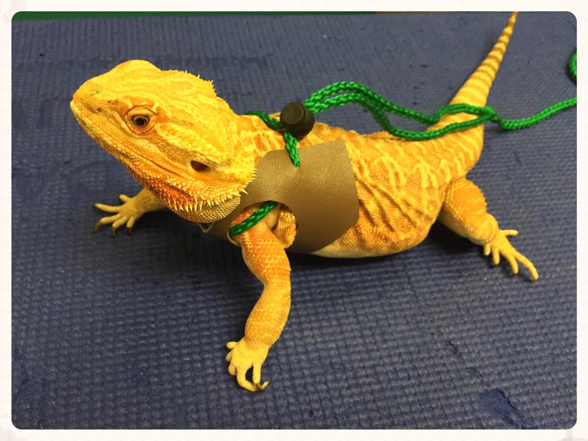 The Bearded Dragon's Diet: What Can They Eat?, Falls Road Animal Hospital