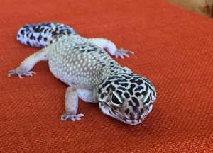 LEOPARD GECKO: The leopard gecko’s small size (8-9 inches) and moderate lifespan (6-10 years) make this species an ideal starter. They are comfortable in a 20 gallon aquarium. They thrive on a cricket-based diet.