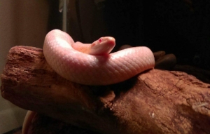 CORN SNAKE: These small snakes grow to roughly 5 feet in length and live an average of 10 years in captivity (up to 20 years). A 20-40 gallon aquarium with a secure top is sufficient for housing. Mice are the staple of a corn snake’s diet. They require supplemental heat, but no special lighting.
