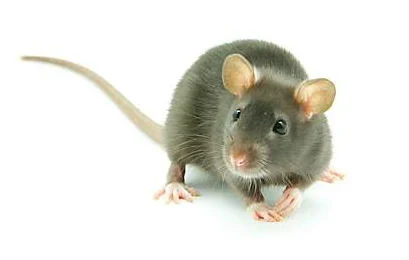 ratcute.jpg