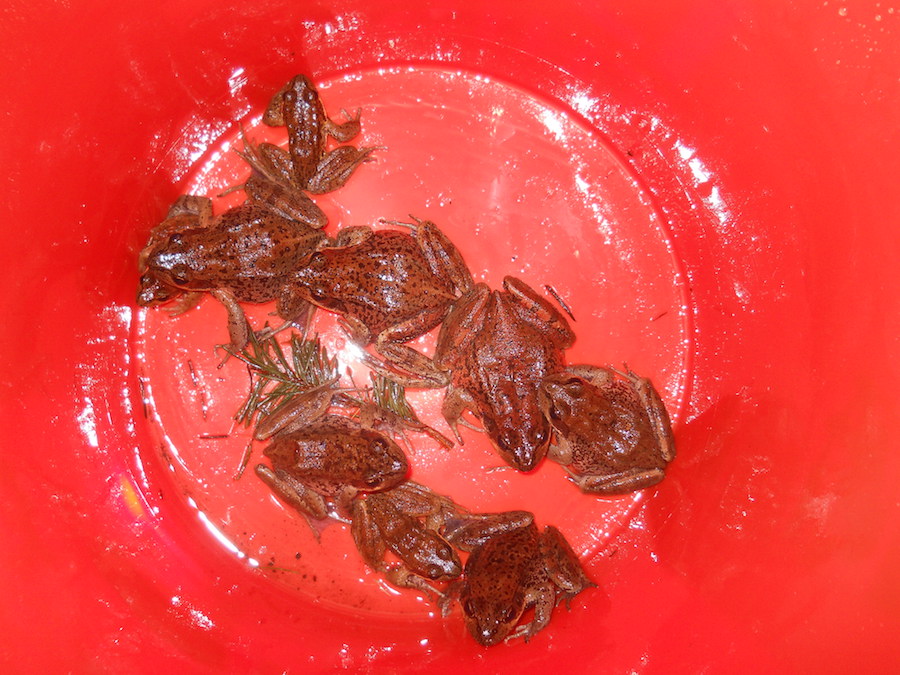 Bucket of Frogs