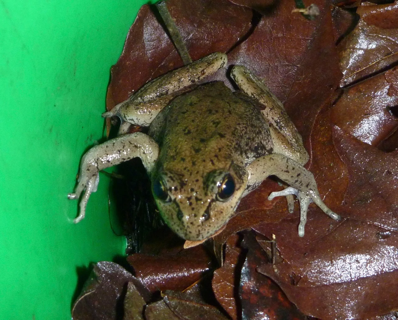 Frog in a Bucket