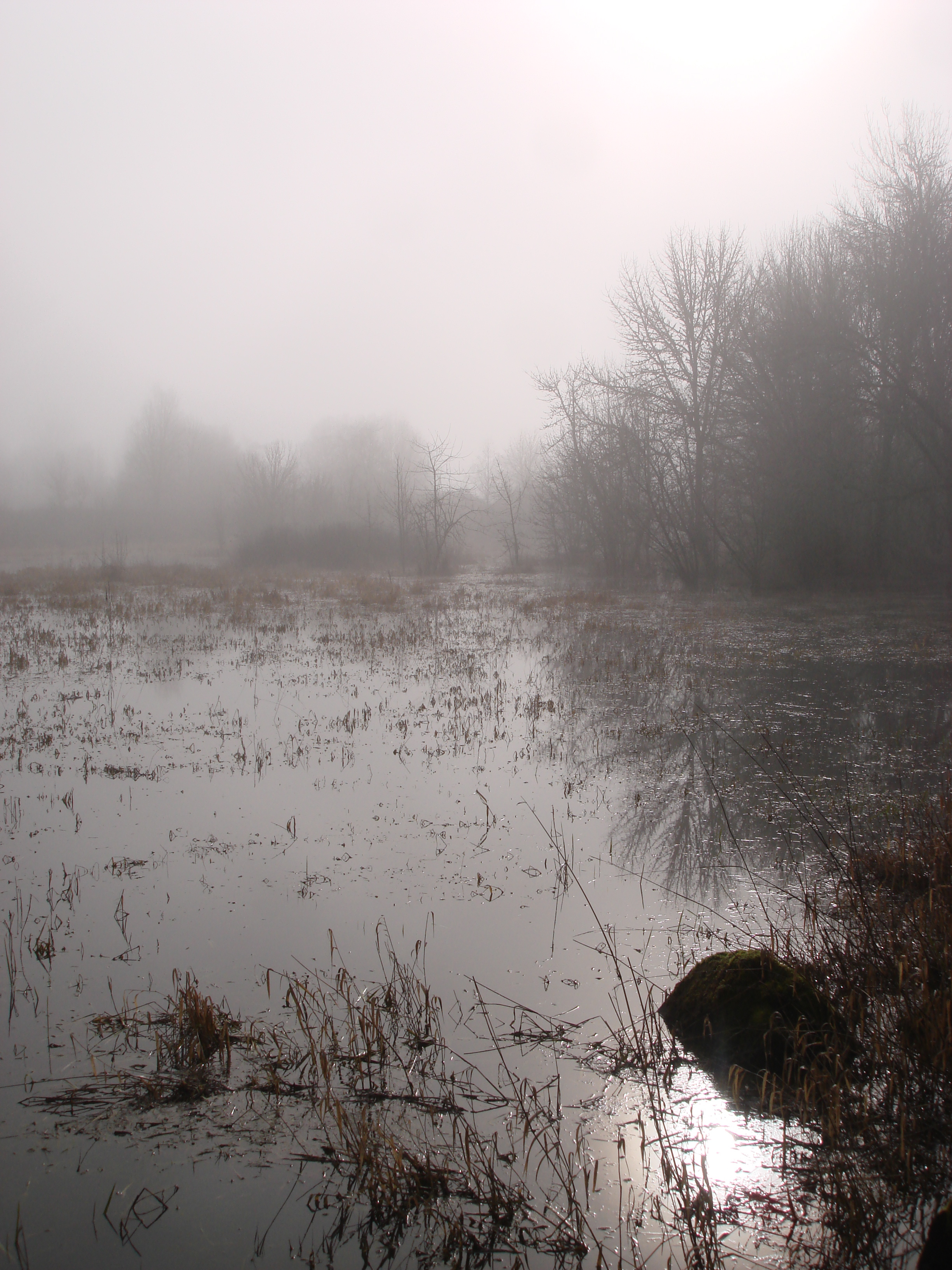 Frog Pond in the fog