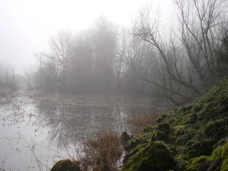 PGE Harborton's palustrine emergent wetland (defined as "nontidal wetlands dominated by trees, shrubs," or simply an emergent wetland, "emergent" referring to, or characterized by, erect, rooted, perennial, herbaceous hydrophytes)