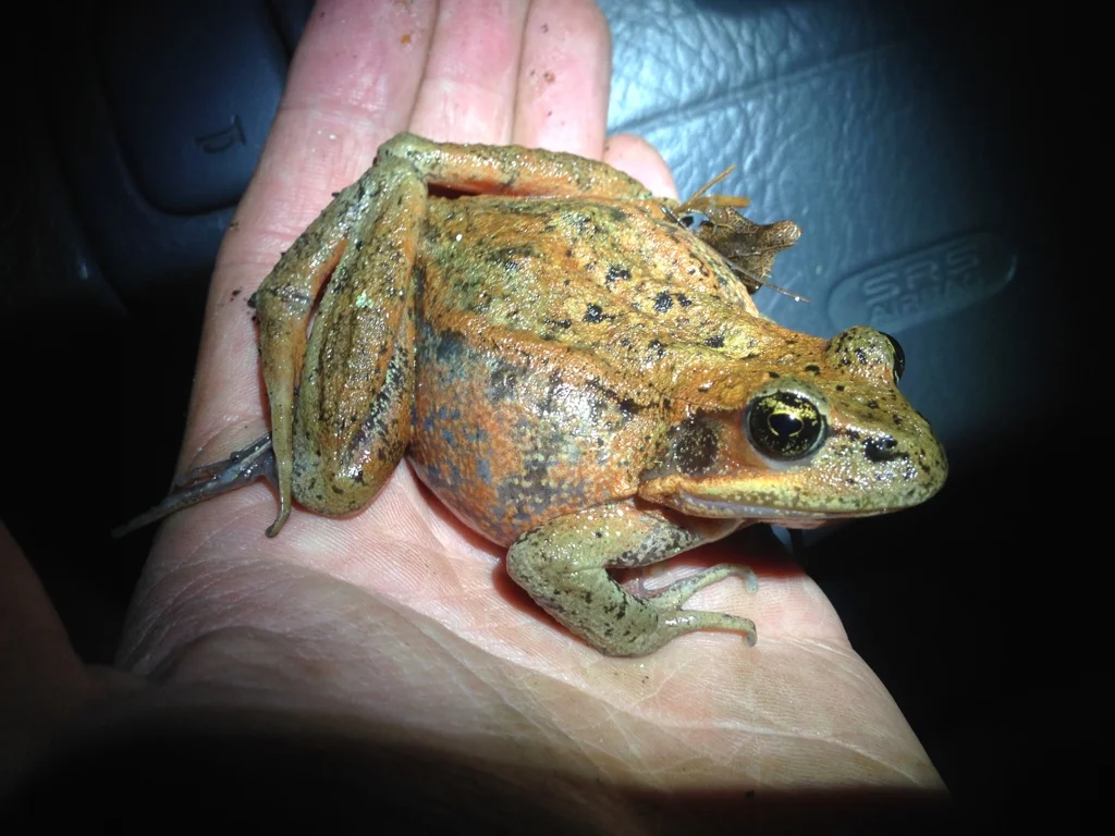 Large female frog Photo credit Panos Stratis
