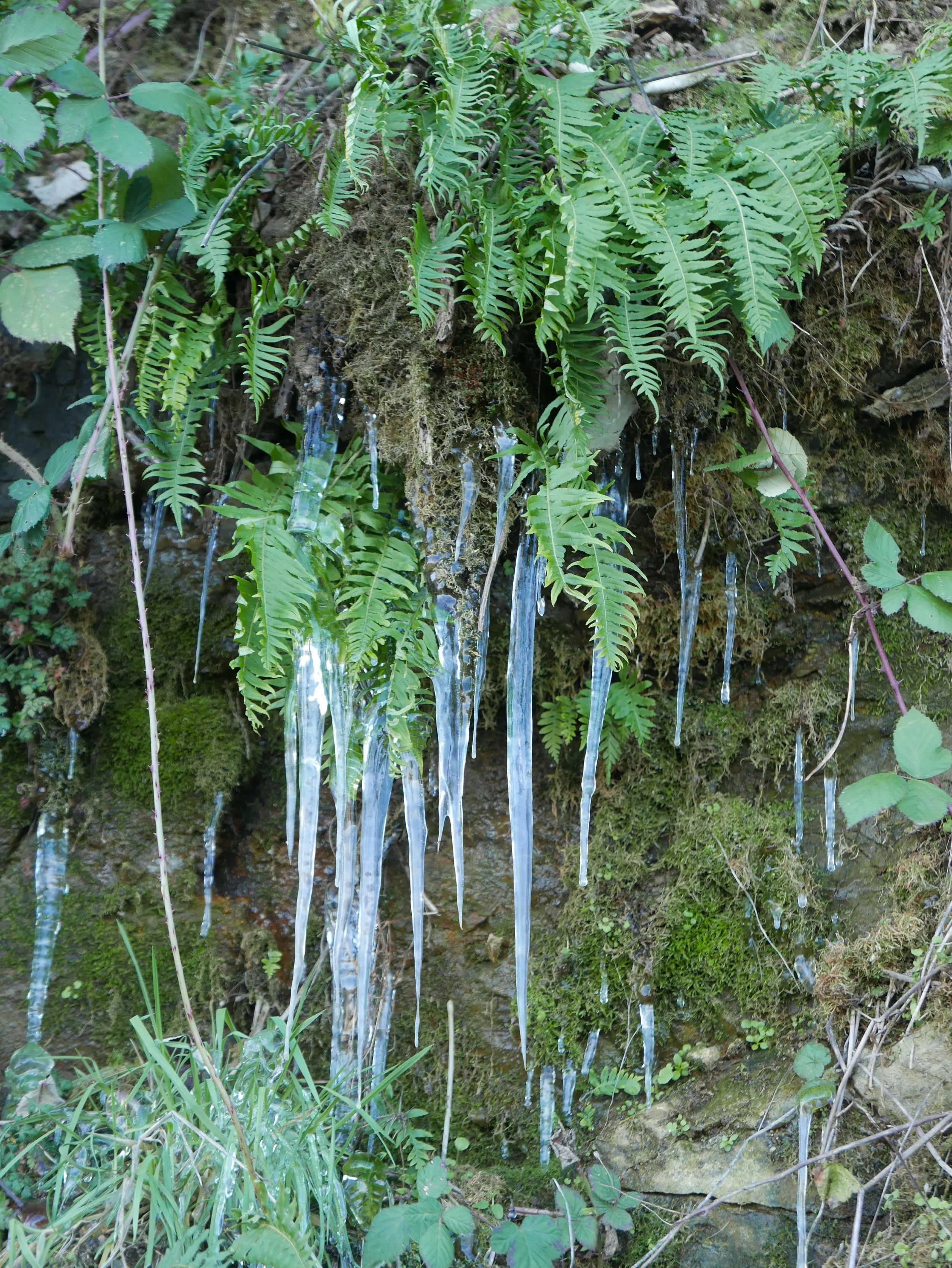 P1000481.jpg