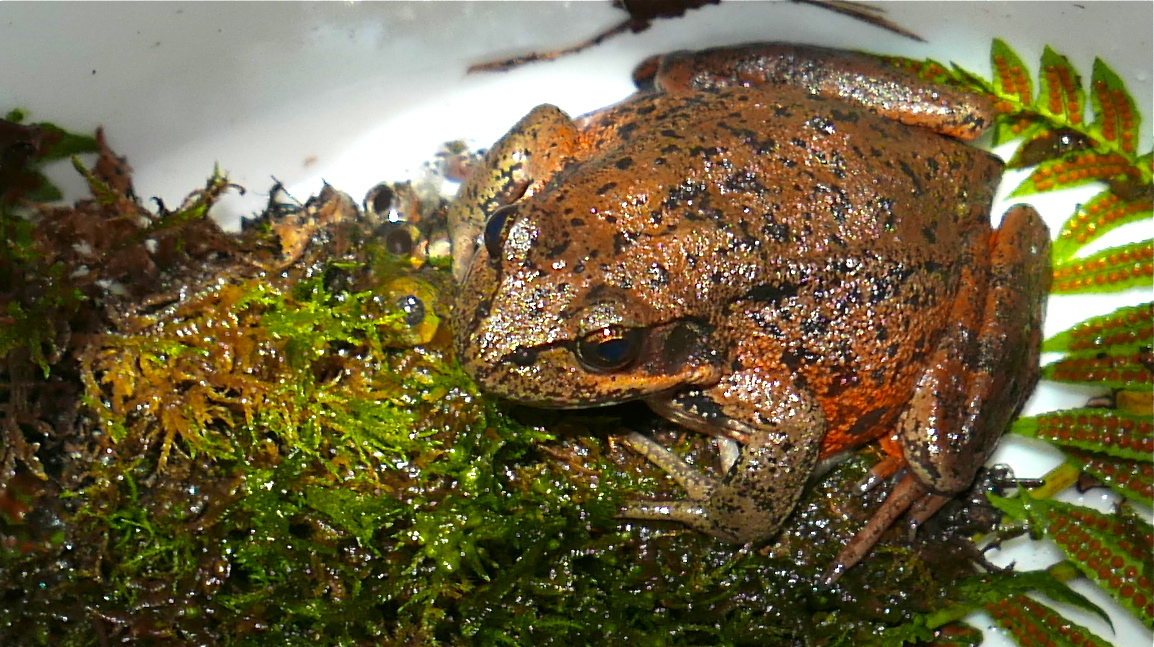 Beautiful gravid female.&nbsp; (photo: Maggie Rudy)