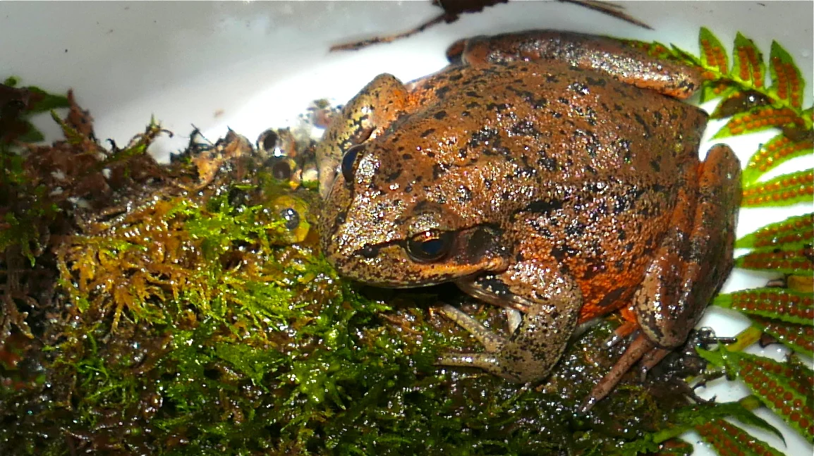Beautiful gravid female. (photo: Maggie Rudy)