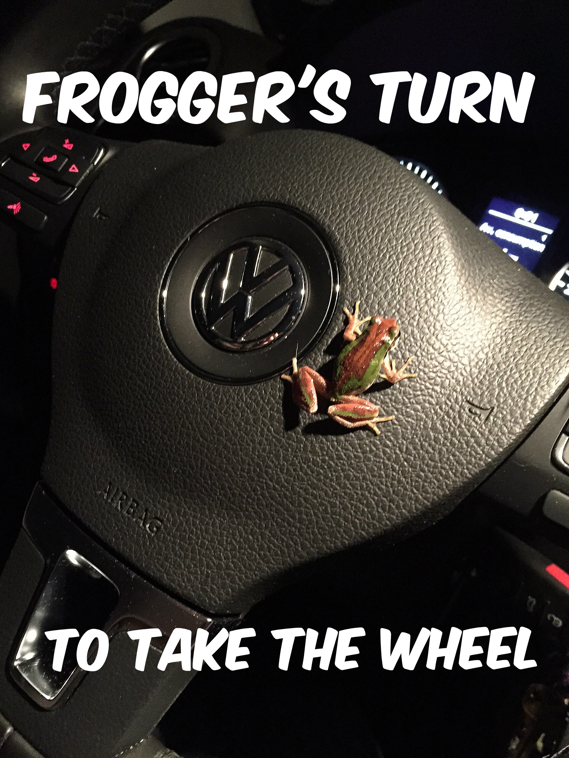 Michelle Delepine "caught" this chorus frog in action, complete with the racing stripe we've been seeing lately.