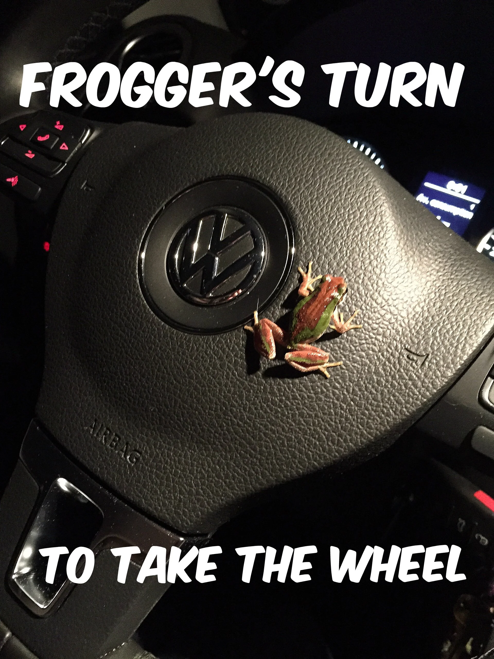Michelle Delepine "caught" this chorus frog in action, complete with the racing stripe we've been seeing lately.