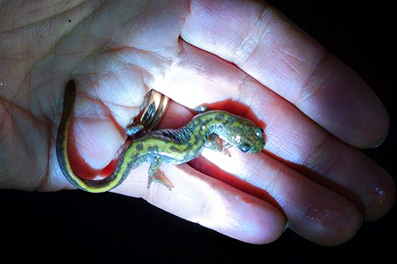 An unusually colorful Western long-toed salamander, on its way to the wetland. photo by Jane Hartline
