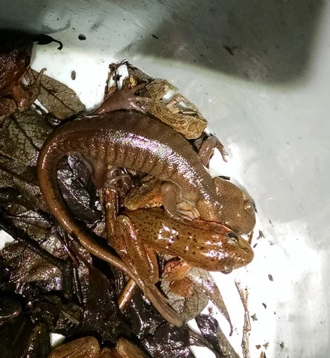 8 1/2 inch Northwestern salamander squeezes in between a female red-legged and a chorus frog. photo by Jane Hartline