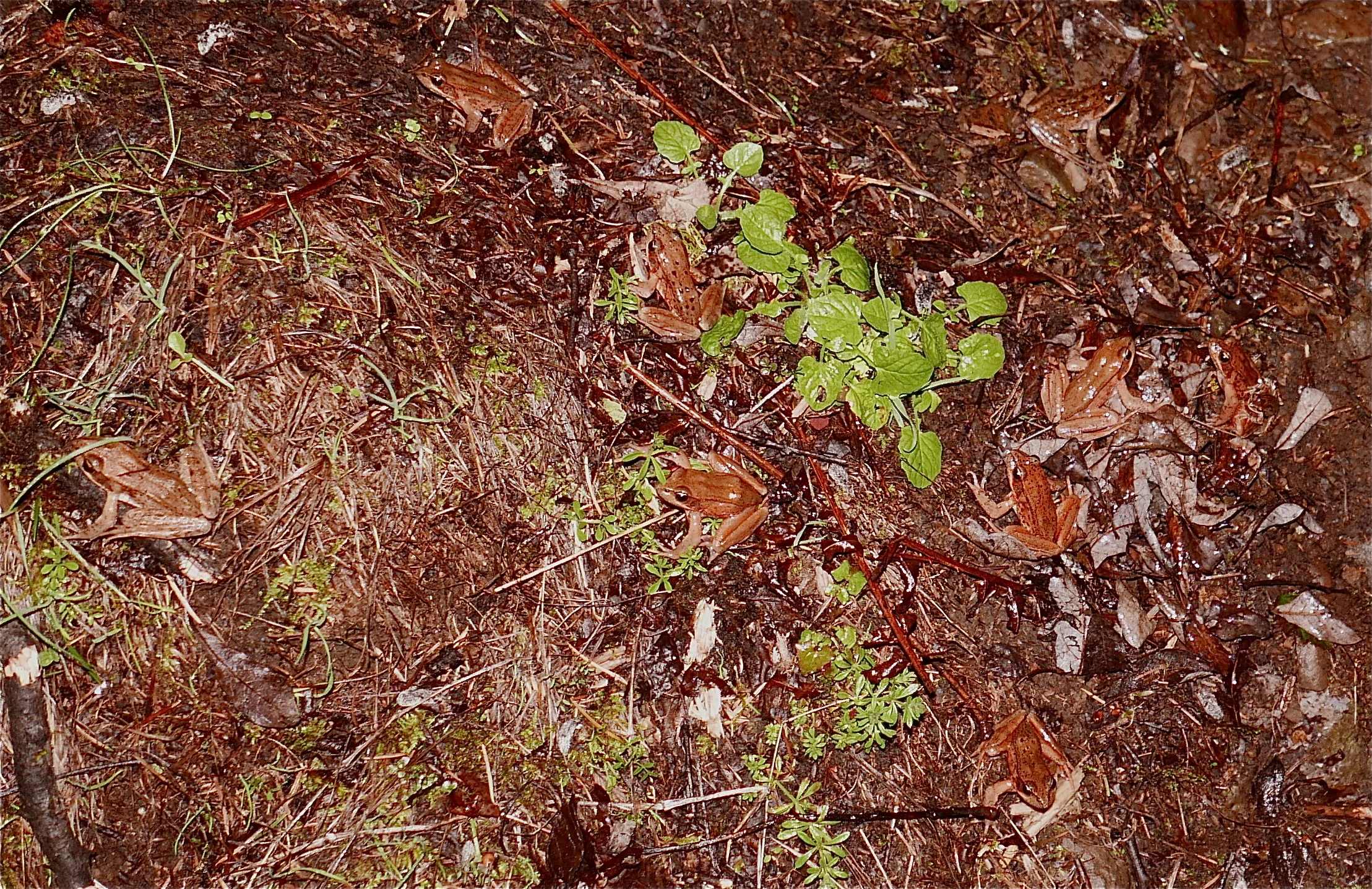 A squadron of male red-legged frogs gathering in preparation for take off.