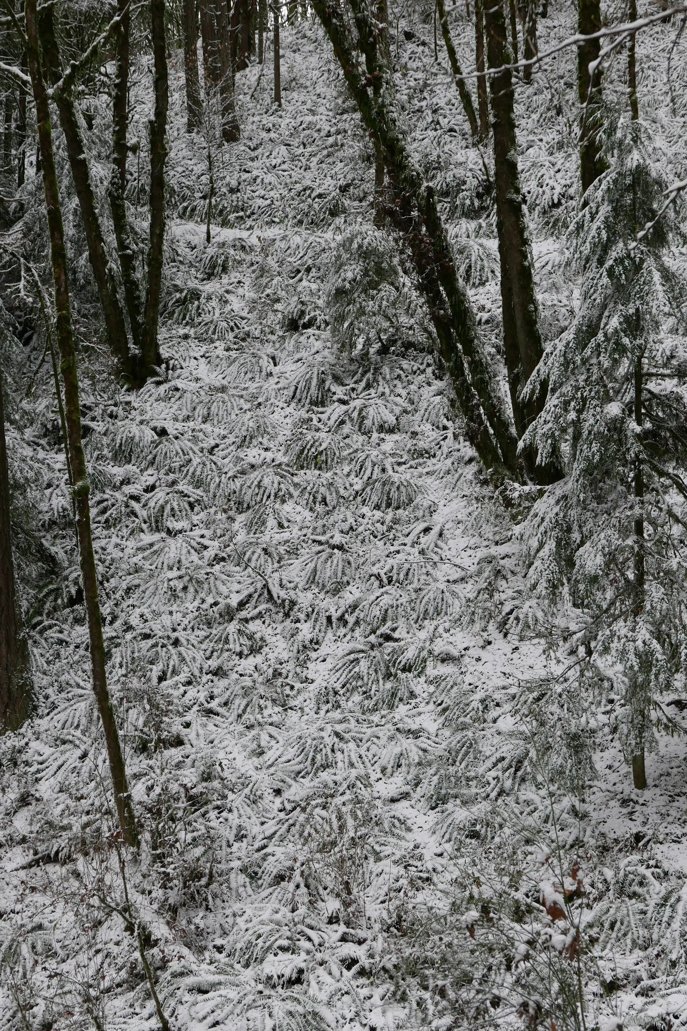Western sword ferns, mid-December, in the Newton Creek watershed, where the frogs live.