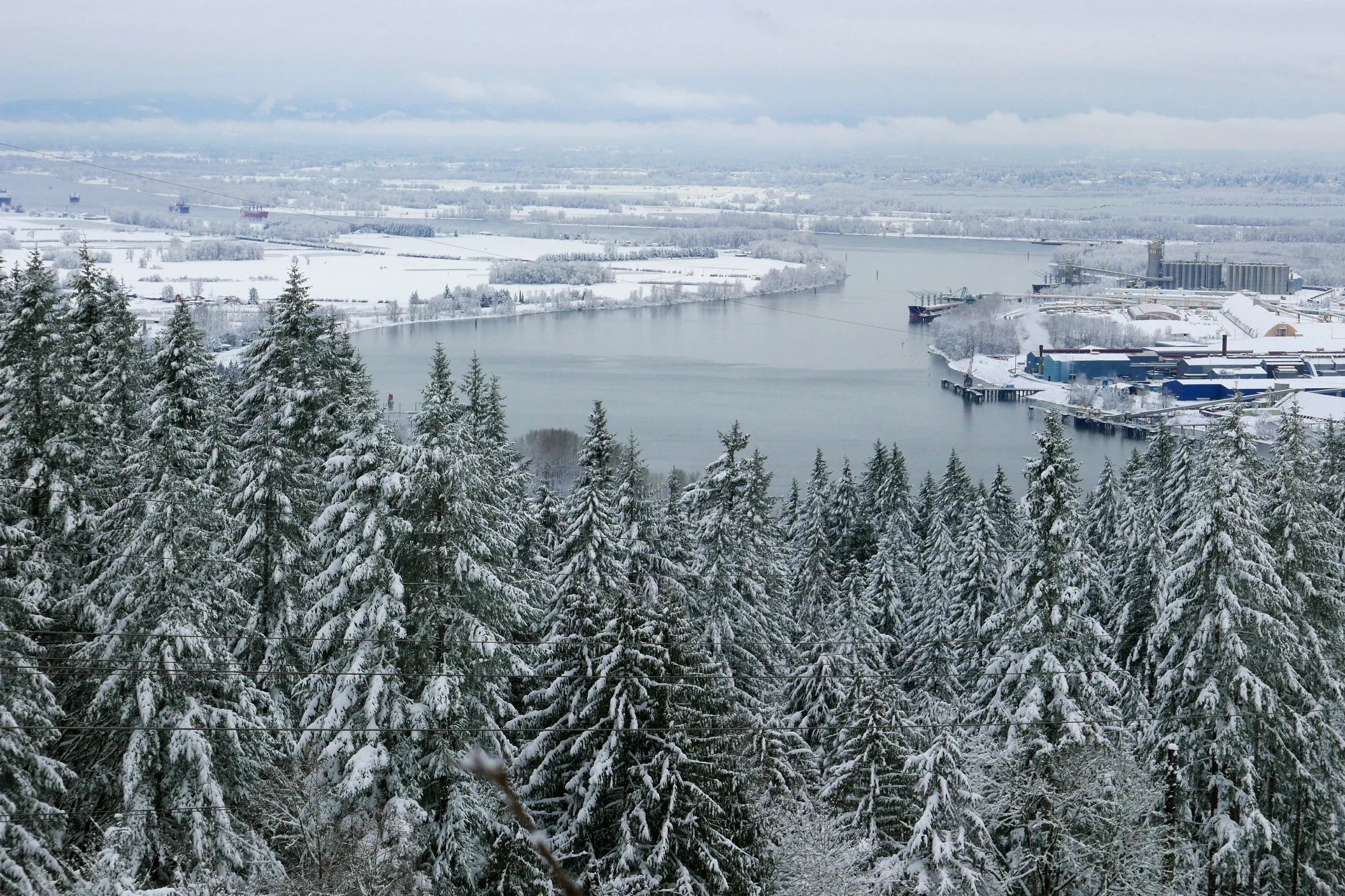 The forest where the frogs live, and the Willamette River's confluence with the Columbia, an industrial area on the right, Sauvie Island on the left, and Washington State in the distance.