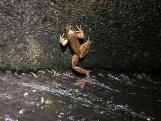 Frog climbs the curb. photo by Stuart White