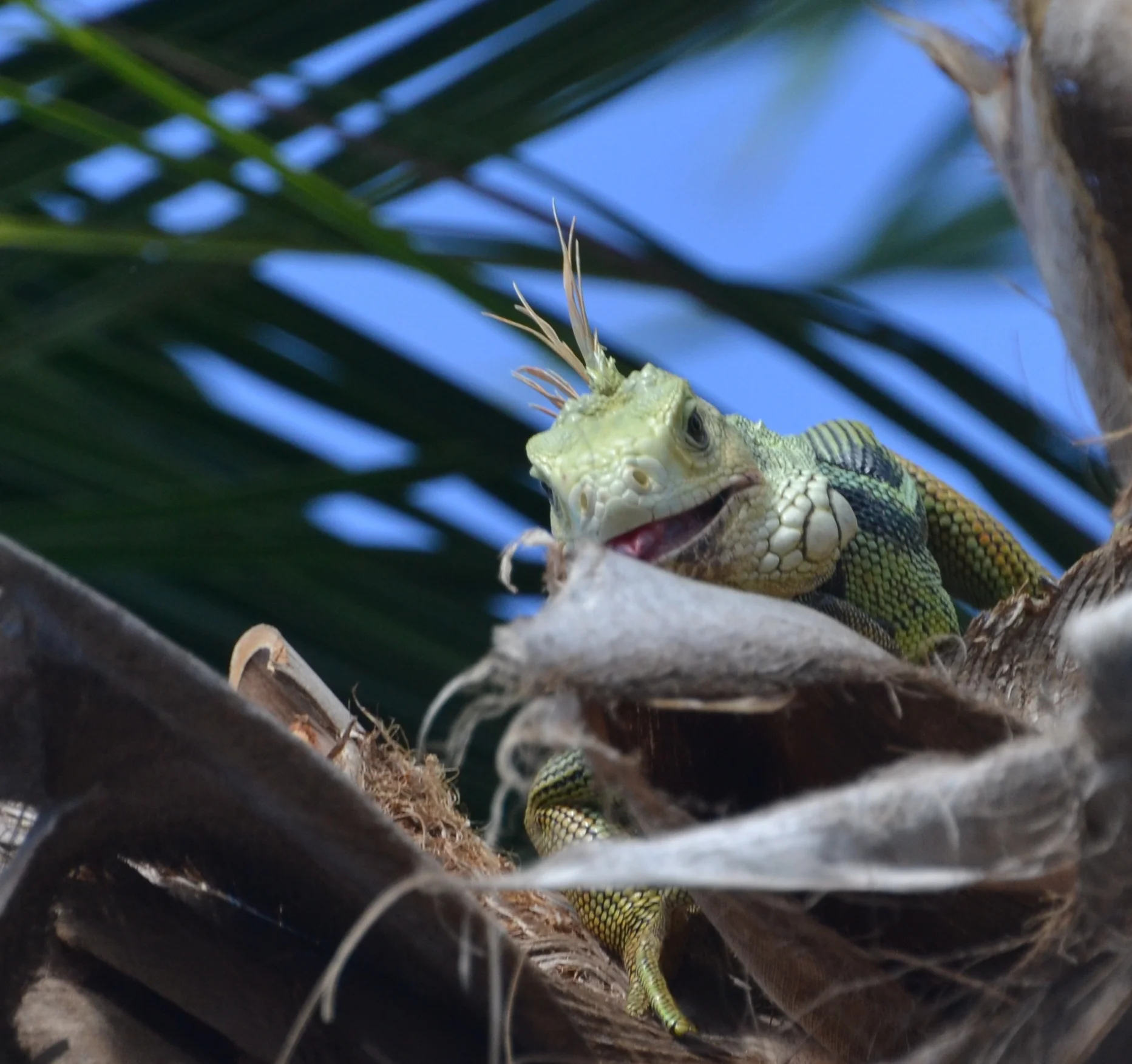 DSC_0041.jpg