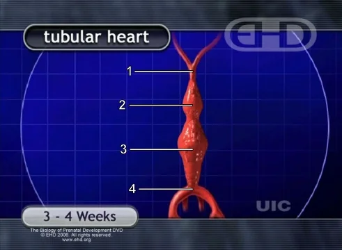  1. outflow tract 2. right ventricle 3. left ventricle 4. inflow tract