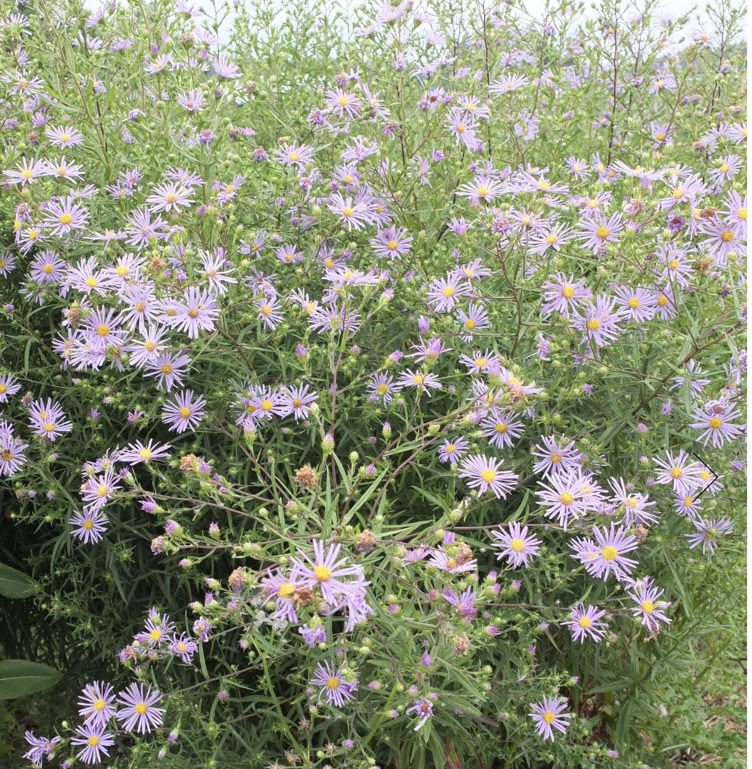 Screenshot 2025-12-08 at 4.59.18 PM.png