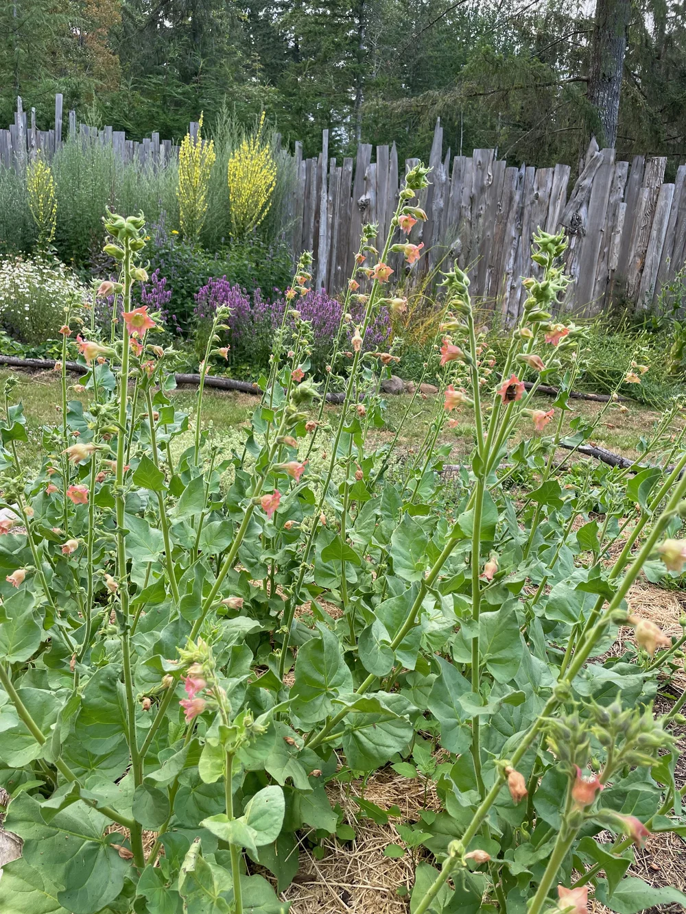 Peach Screamer Tobacco Seeds — Ravensong Seeds & Herbals