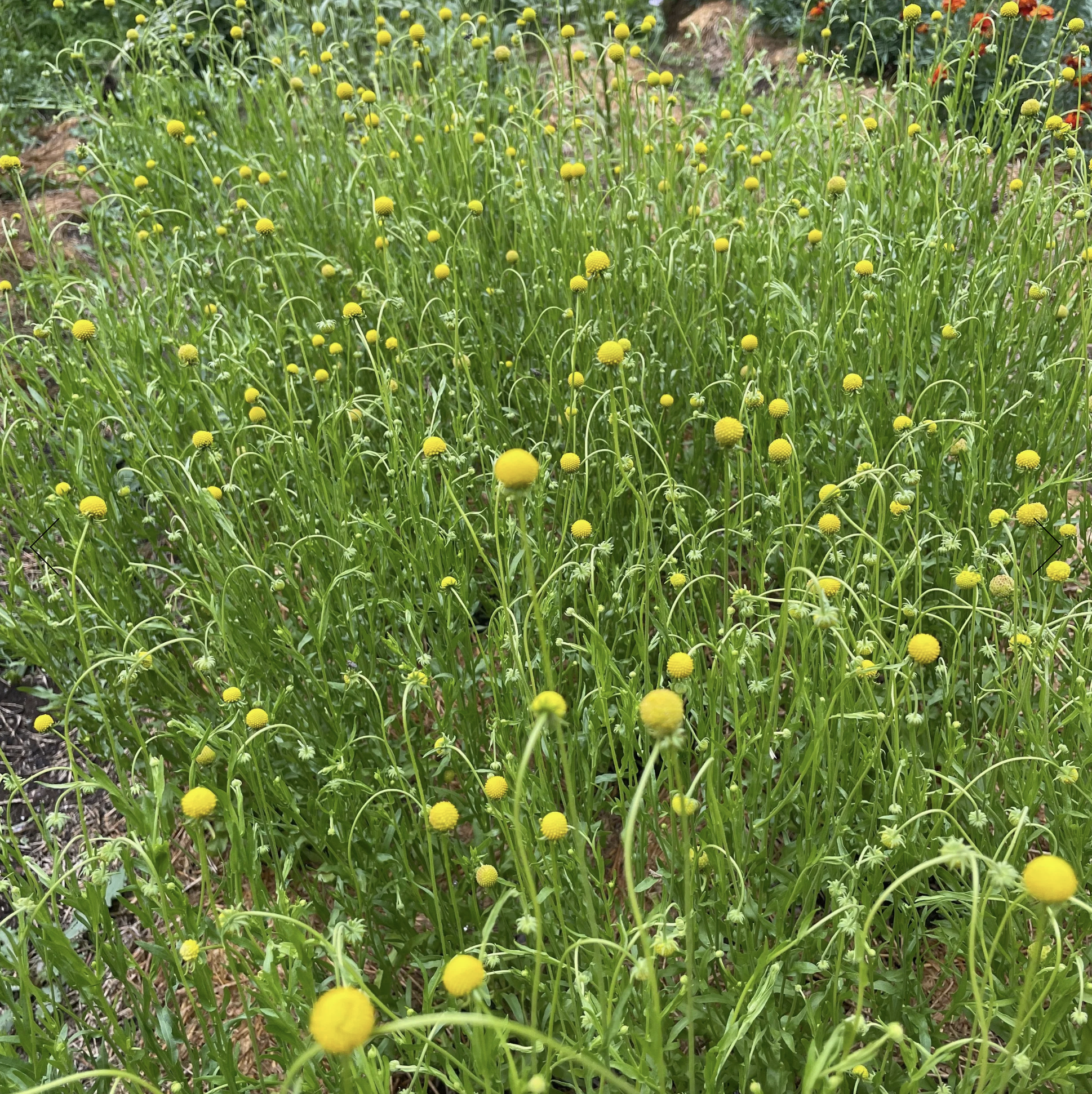 Screenshot 2025-12-08 at 4.47.00 PM.png