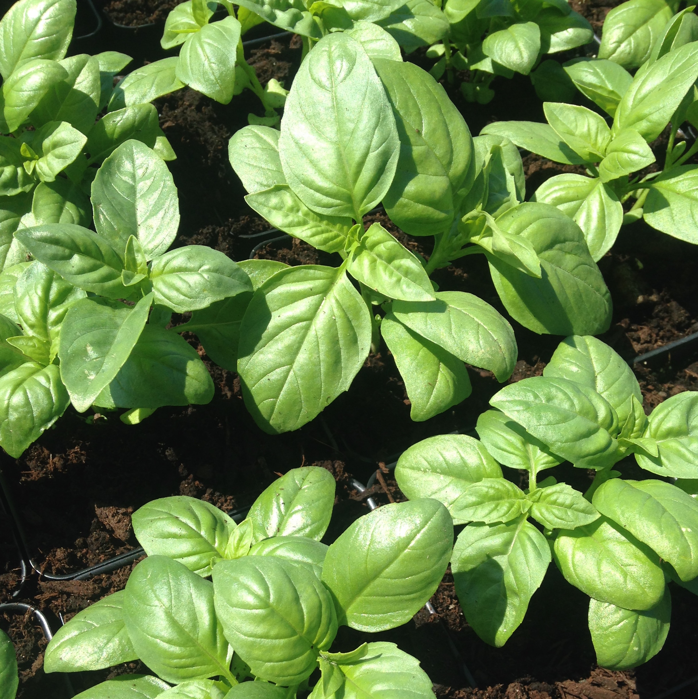 basil square.jpg