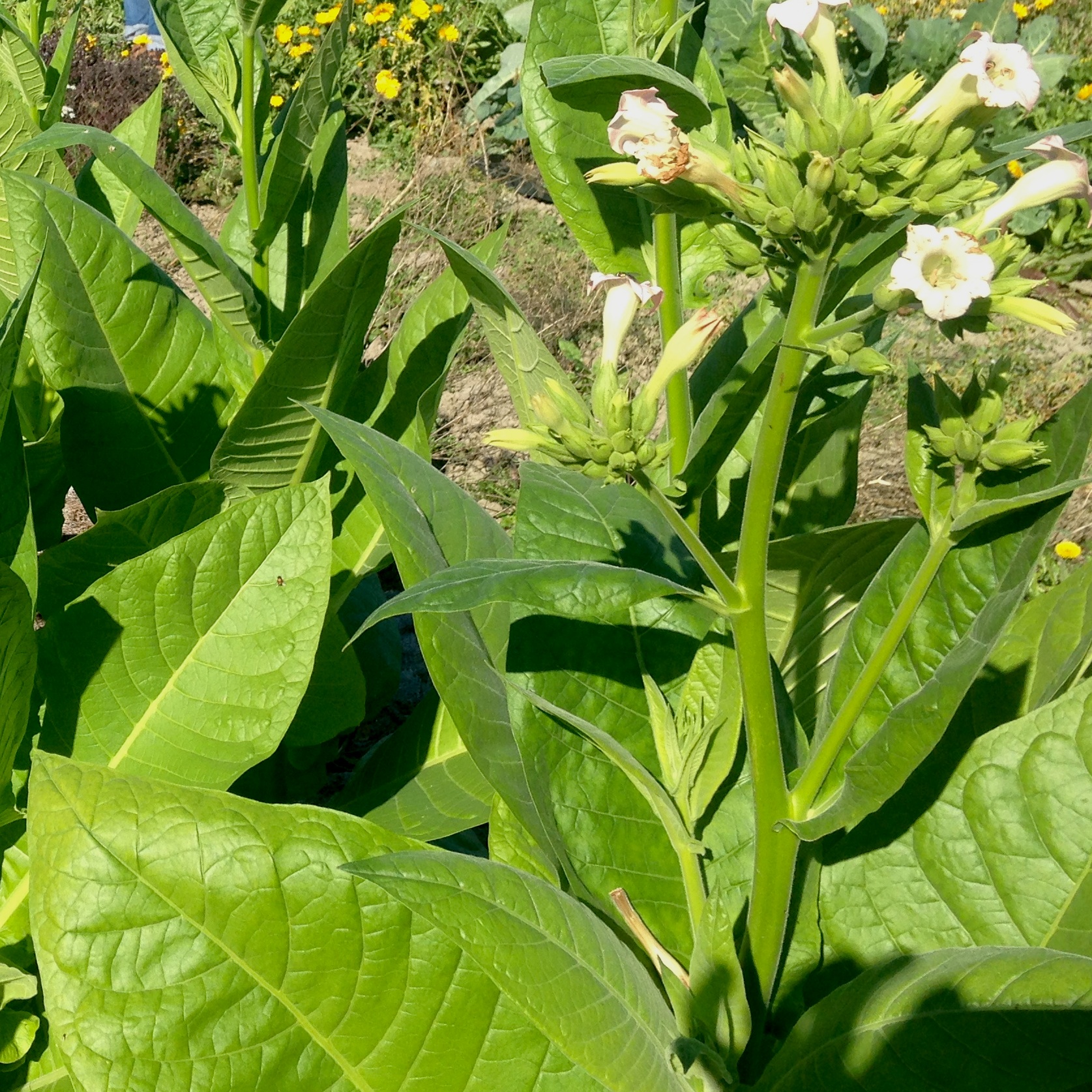 Virginia Tobacco Seeds — Ravensong Seeds & Herbals