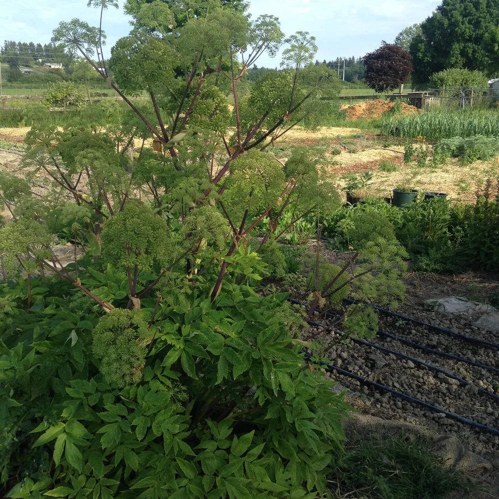 Angelica Seeds — Ravensong Seeds & Herbals