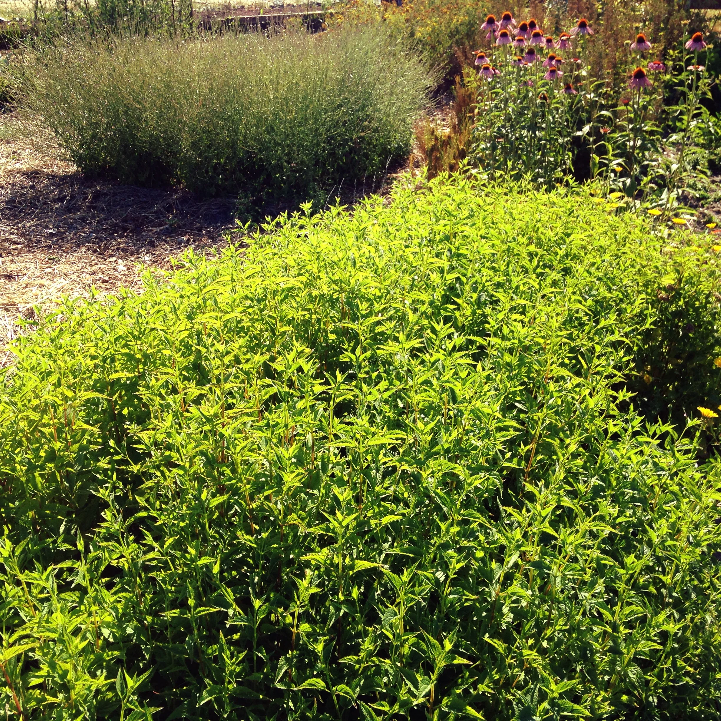 A sea of skullcap (Scutellaria lateriflora) in the garden at Fireweed Farm.
