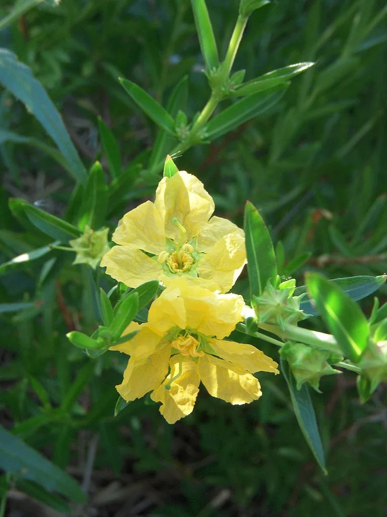 Heimia_salicifolia_flowers_by_Jules_Jardinier.jpg