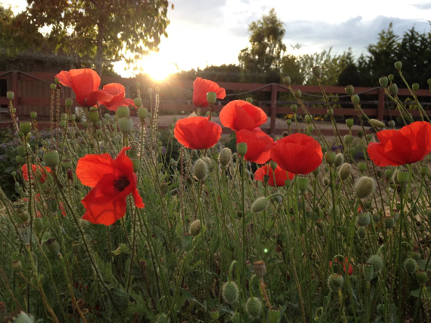 Field Poppy Seeds Ravensong Seeds Herbals