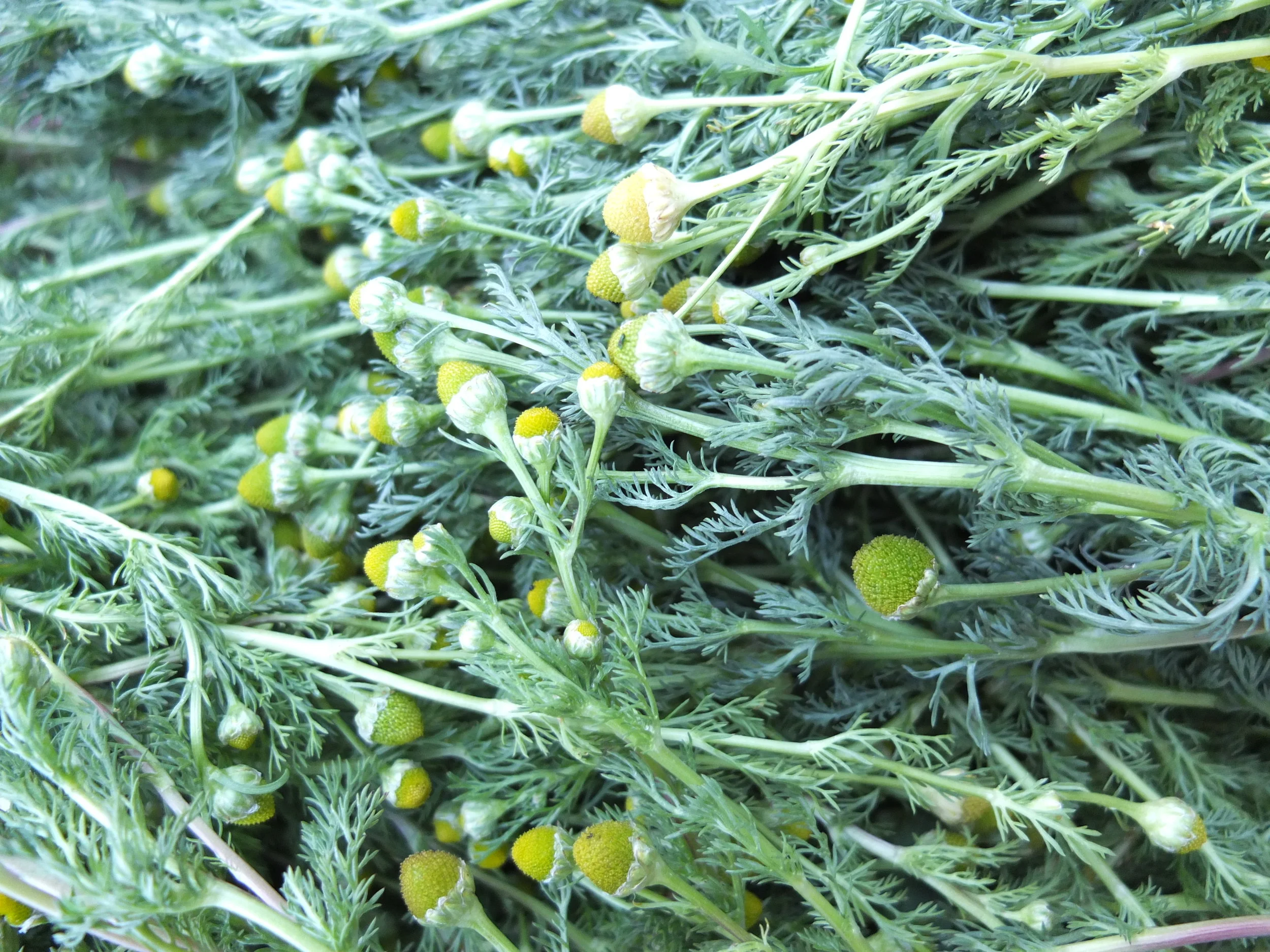 Wild Chamomile Seeds — Ravensong Seeds & Herbals