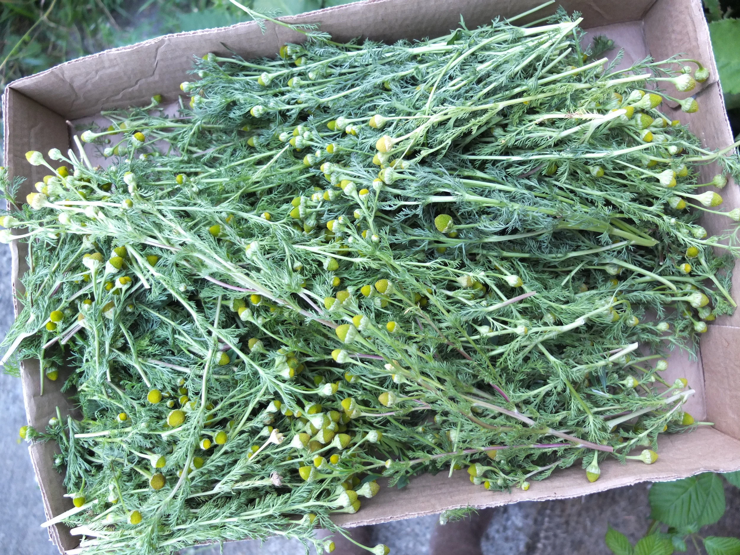 Wild Chamomile Seeds