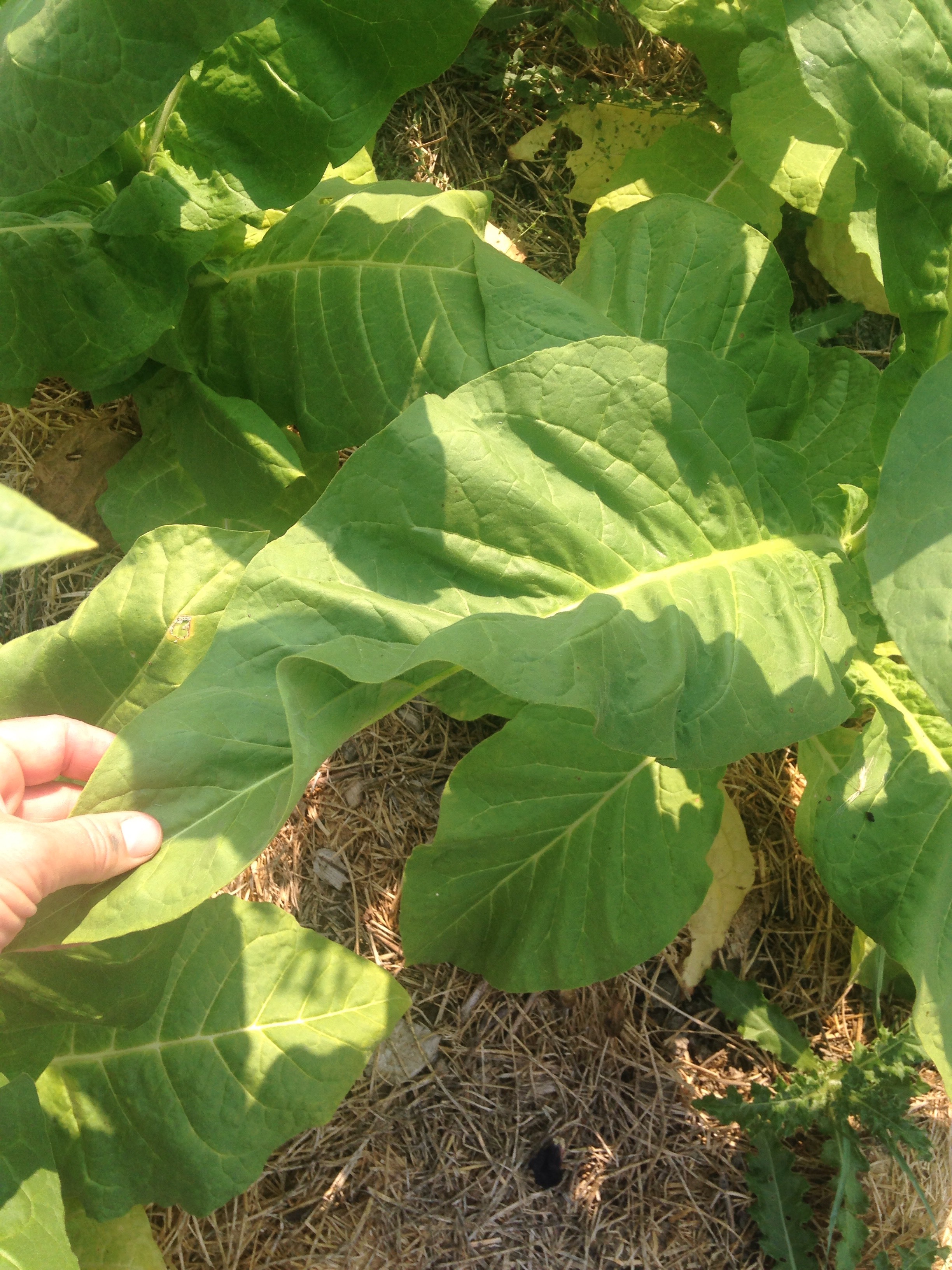 Virginia Tobacco Seeds — Ravensong Seeds & Herbals