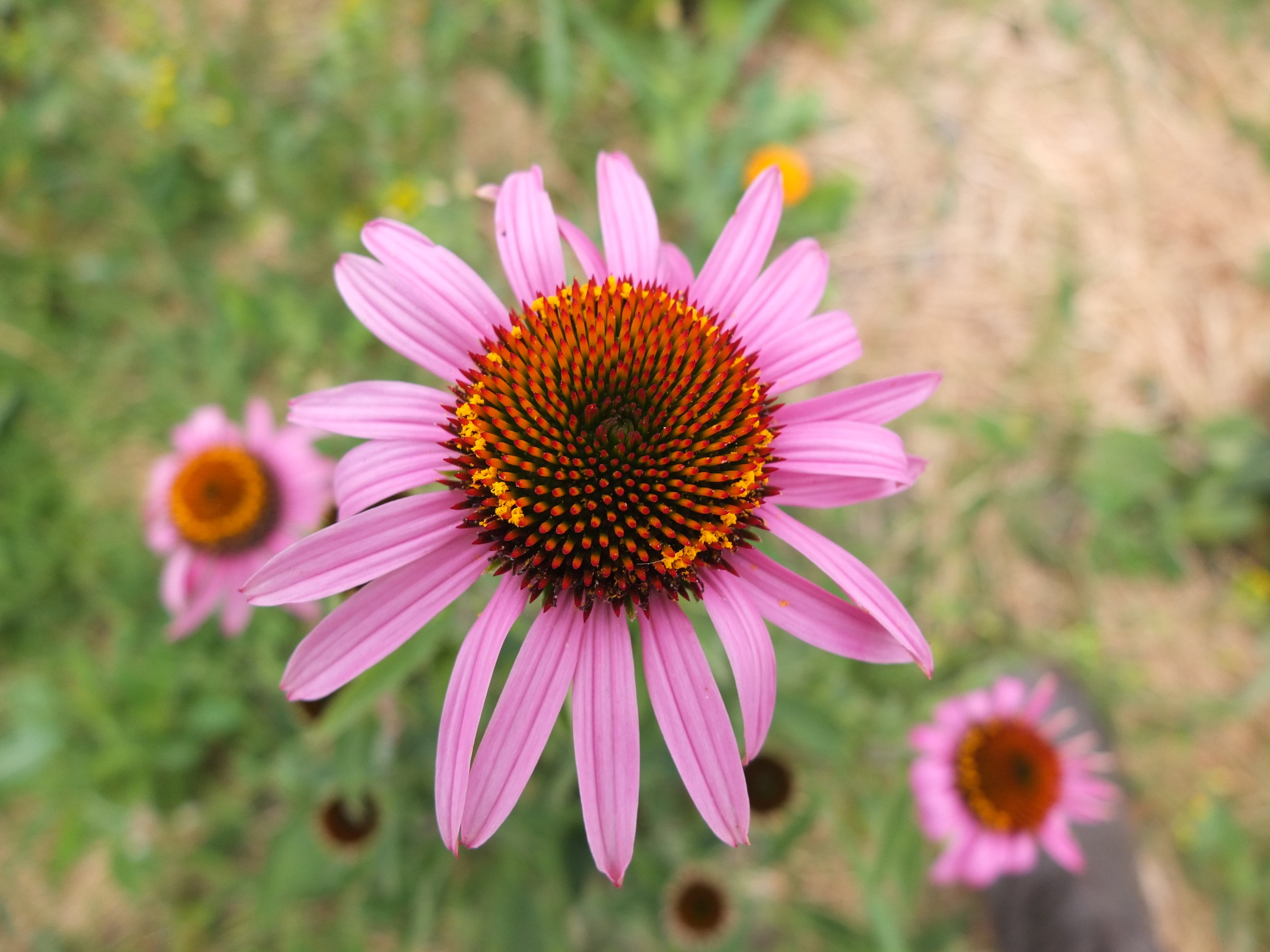 Echinacea Seeds — Ravensong Seeds & Herbals