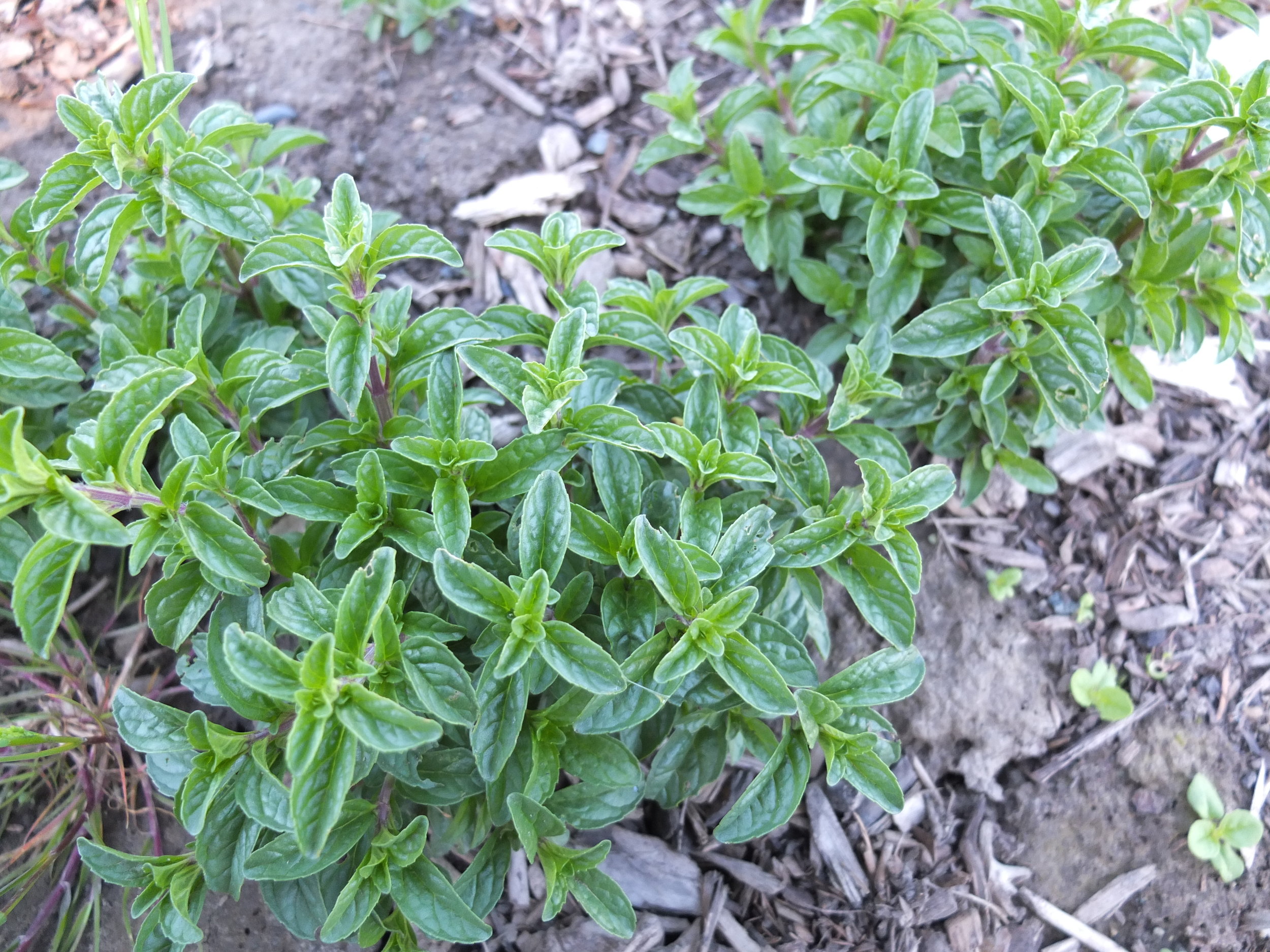 Pennyroyal Seeds — Ravensong Seeds & Herbals