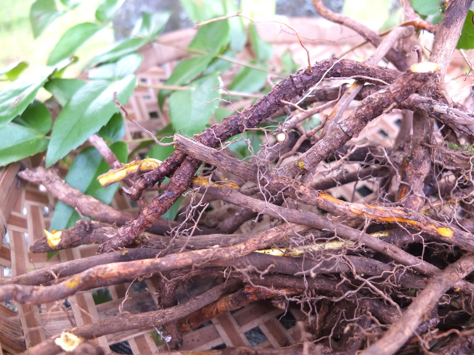 Low Oregon Grape Seeds