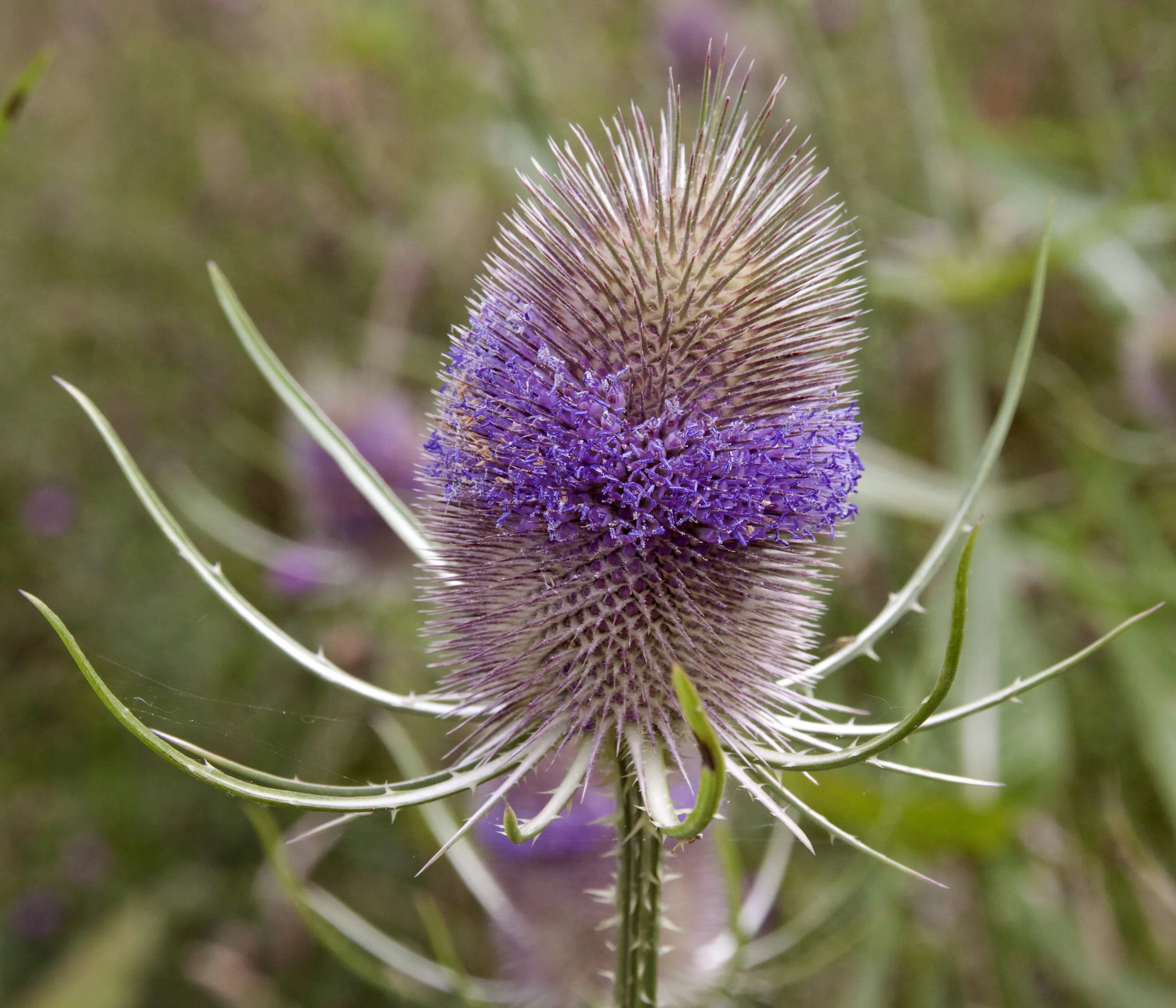 Small Teasel Teasel Seeds — Ravensong Seeds & Herbals