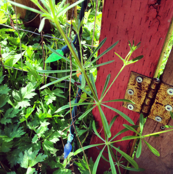 Cleavers Seeds — Ravensong Seeds & Herbals
