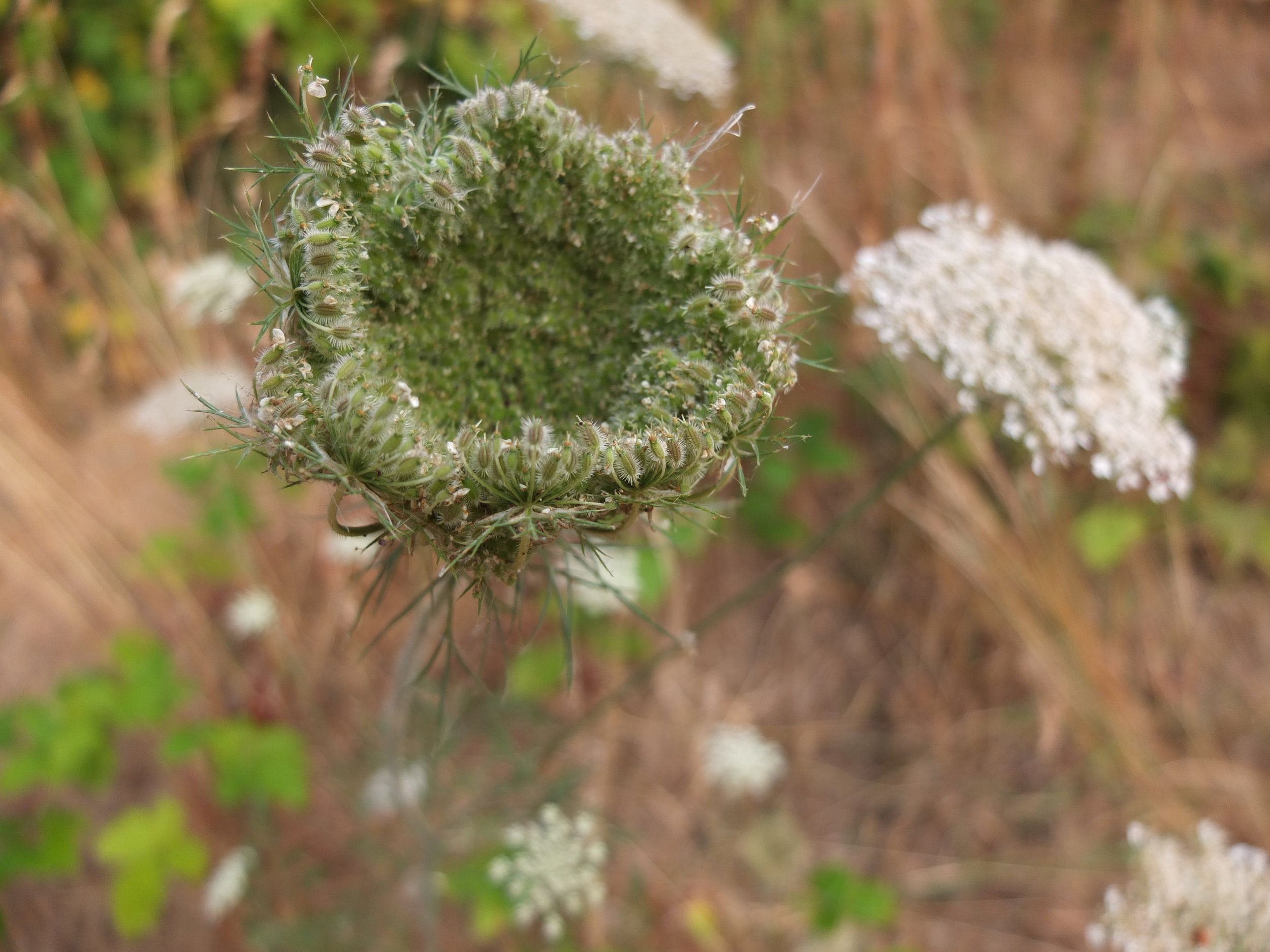Image of Wild carrot seeds