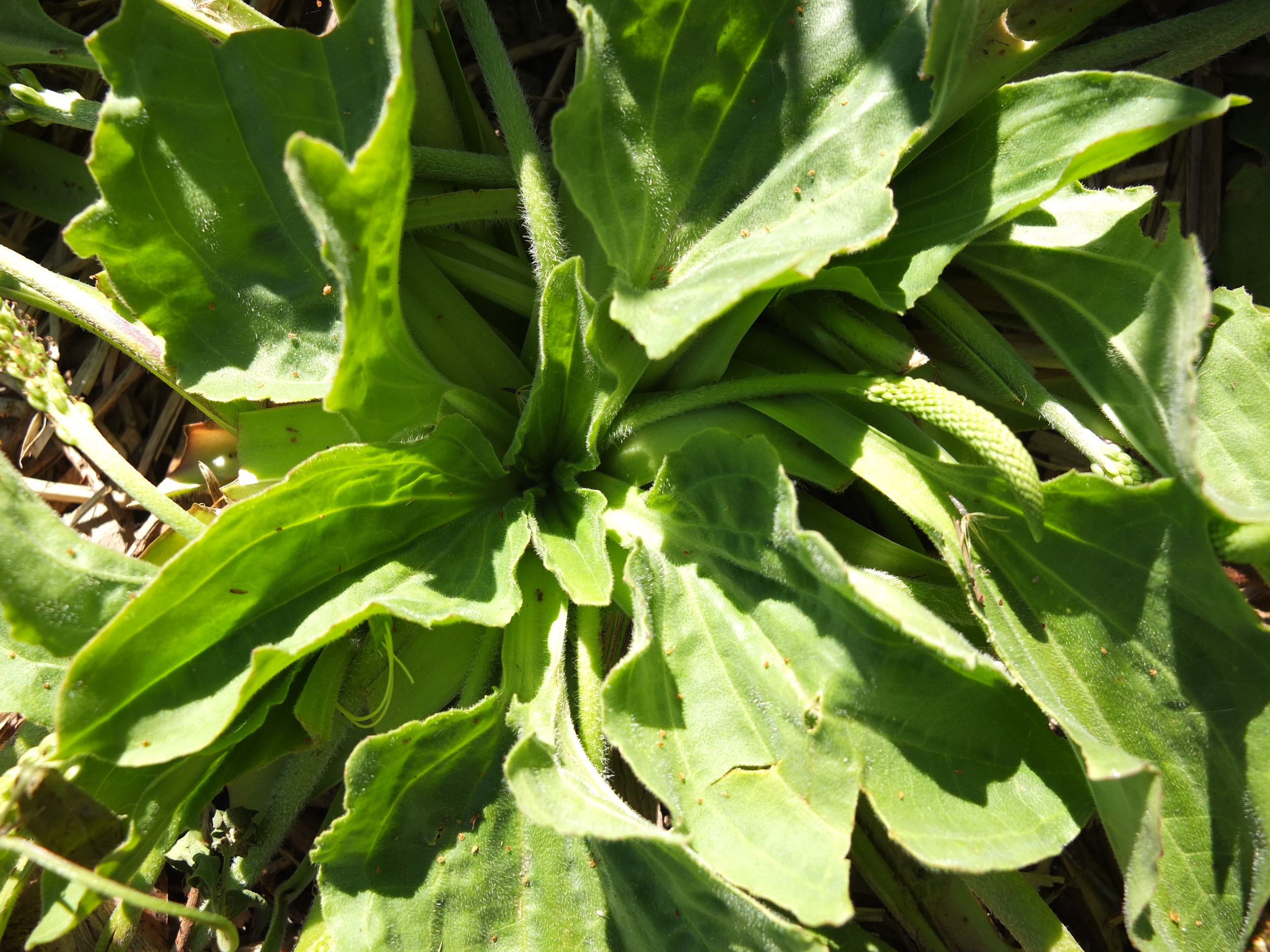 Buy plantain weed seeds