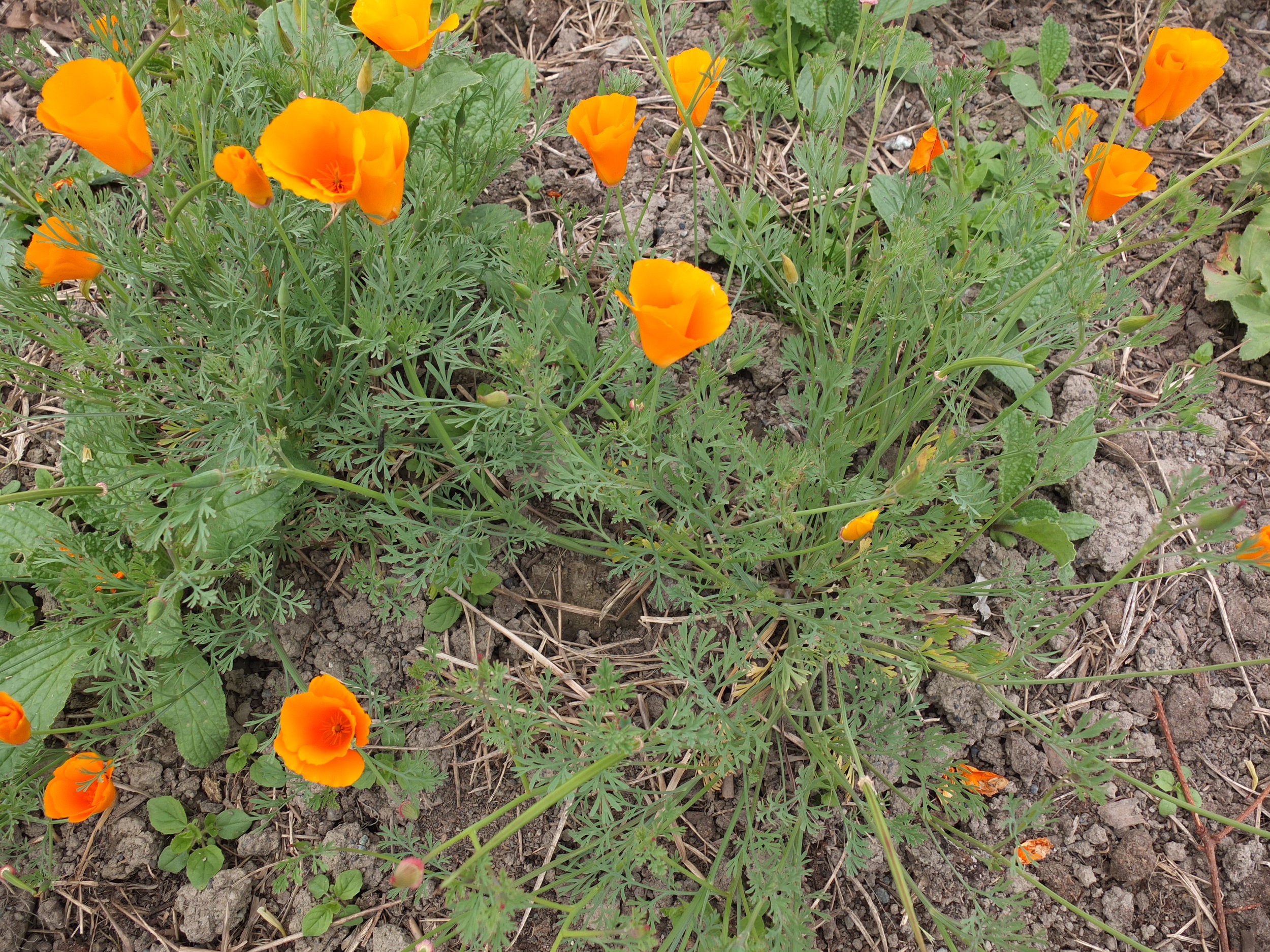 California Orange Poppy Seeds