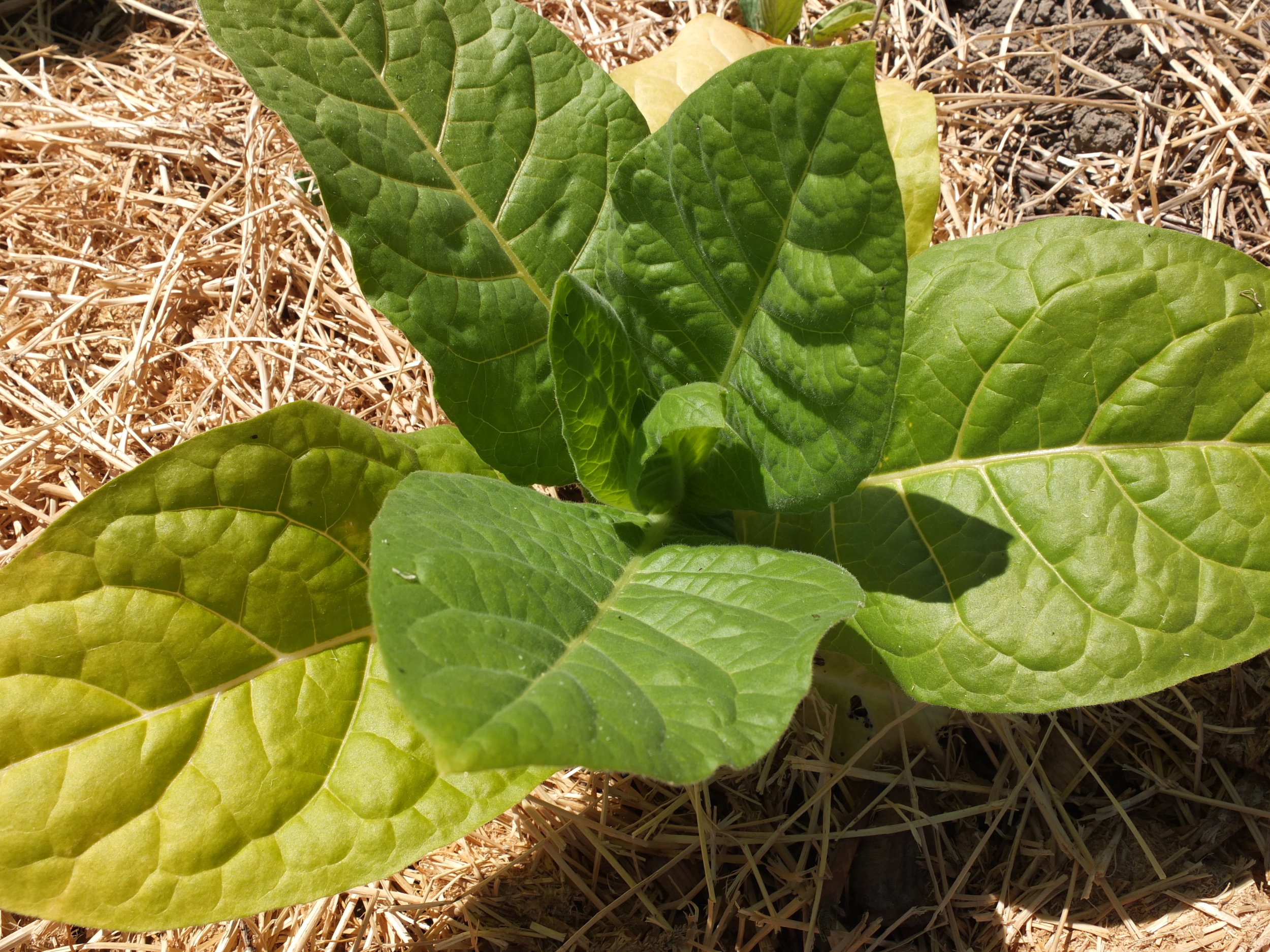 Virginia Tobacco Seeds — Ravensong Seeds & Herbals
