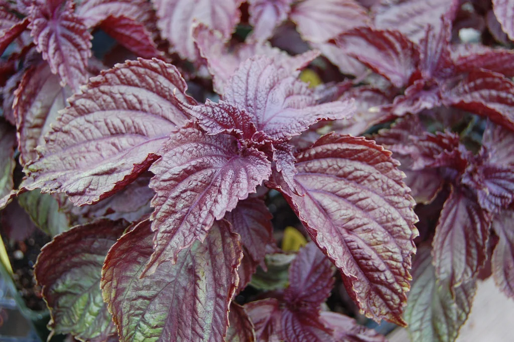 shiso.jpg
