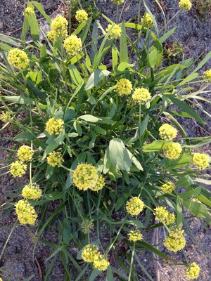 Biscuit Root Wild Harvested Seeds 30 Lomatium cous